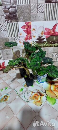 Бегония тигровая