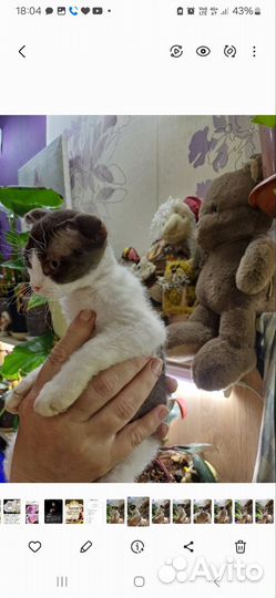 Украинский левкой