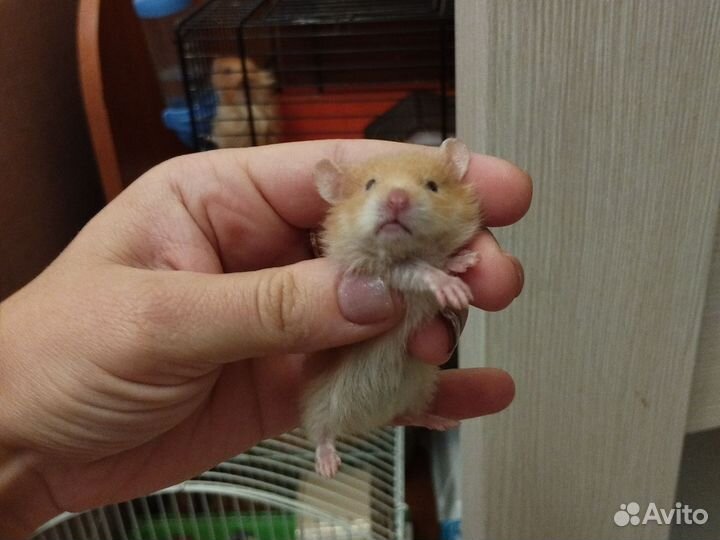 Сирийские хомячки