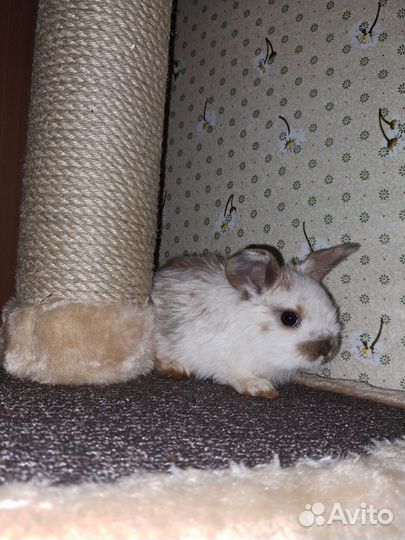 Декоративные кролики вислоухие