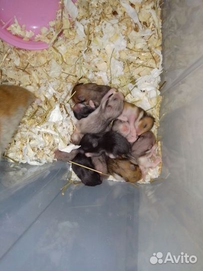 Сирийский хомяк