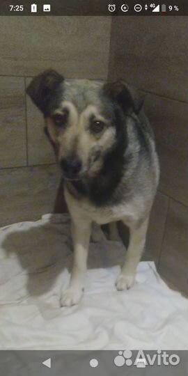 В нее стреляли