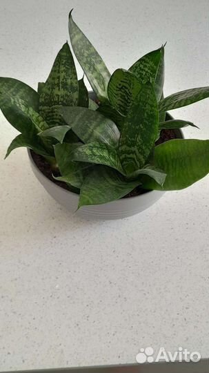 Сансевиерия