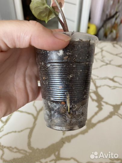 Сингониум клубничный лед гелакси,холодное сердце