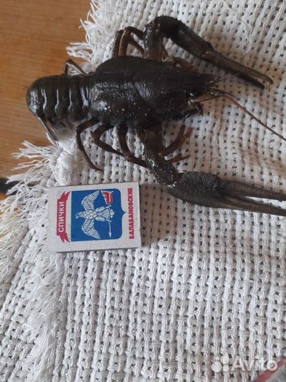 Раки живые и варёные, вяленая рыба