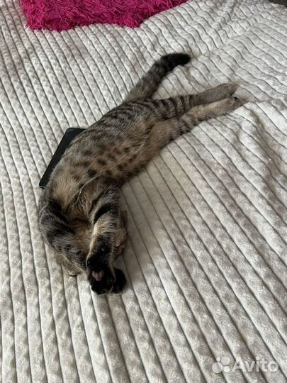 Шотландский кот вязка