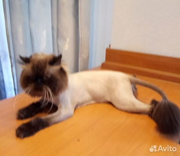 Стрижка кошек и котов