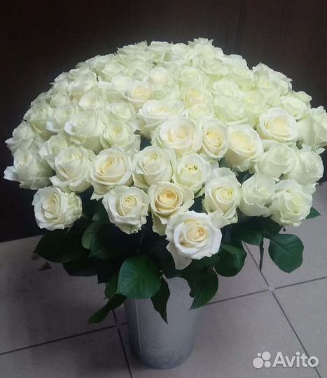 Голландская роза от производителя