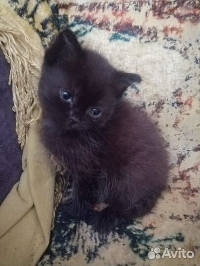 Отдам бесплатно