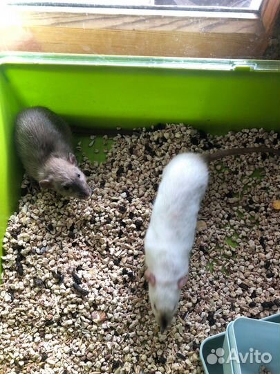 Крысы с клеткой