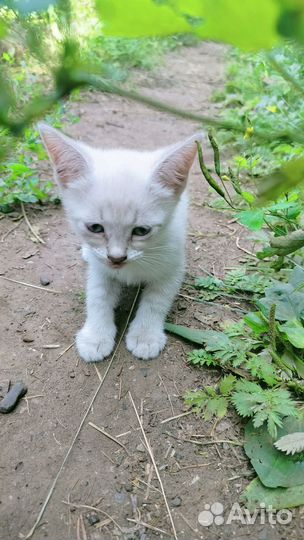 Кошки в добрые руки