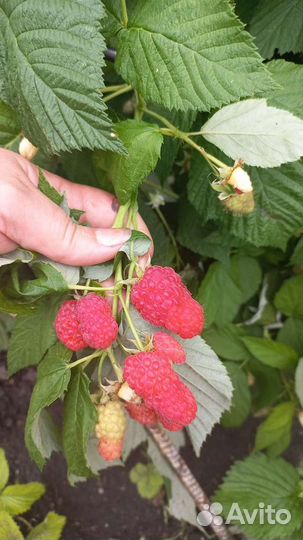 Саженцы малины