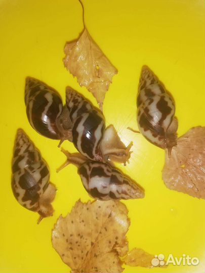 Улитки ахатины, архахатины, древесники