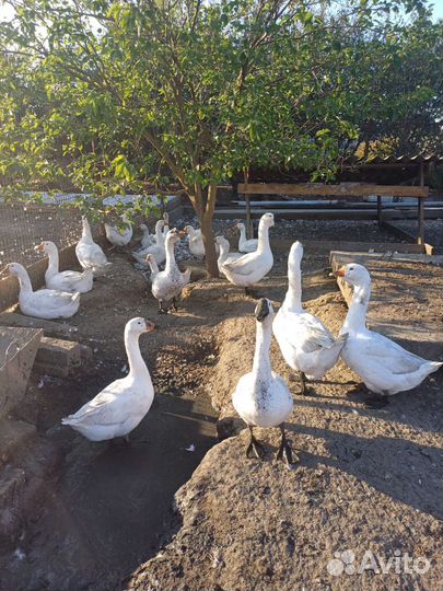 Мясо гуся(линда)