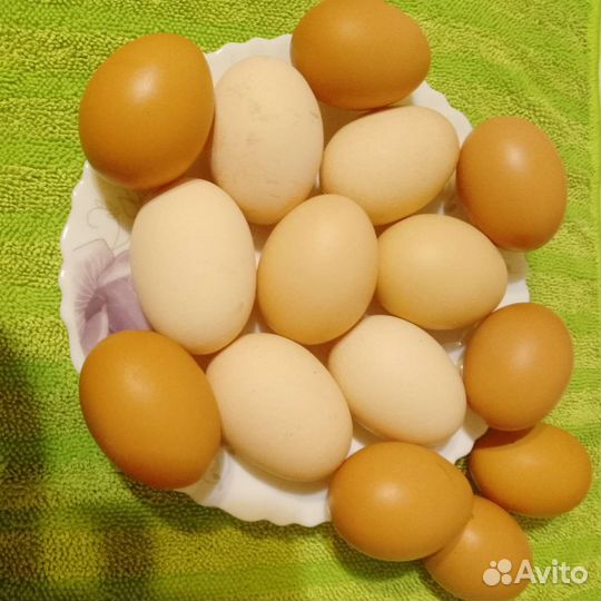 Домашние куриные яйца