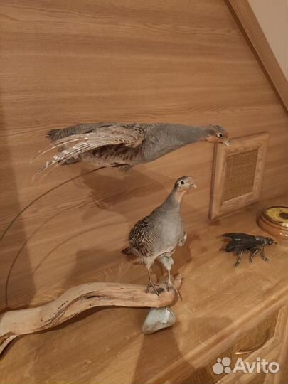 Чучело птицы