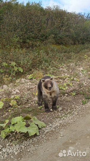 Экскурсия - Джип тур о. Итуруп