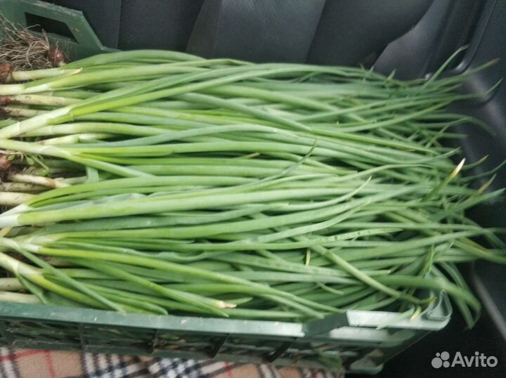Лук свежий с огорода