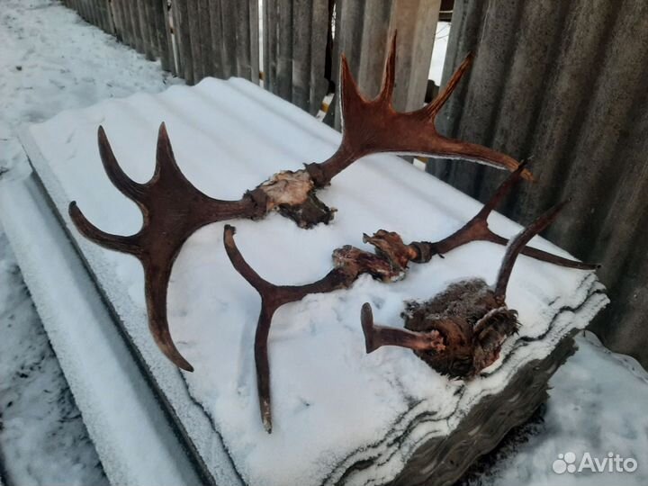 Продам рога лося