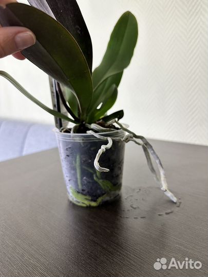 Орхидея фаленопсис Golden Leopard