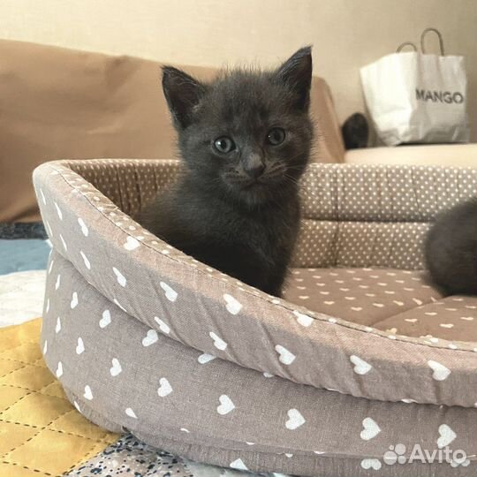 Отдам котят (помесь британца)