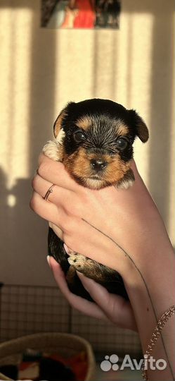 Йоркширский терьер