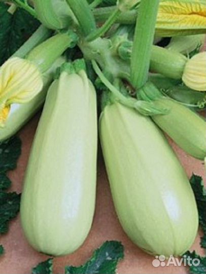 Семена кабачка Якорь 1 кг