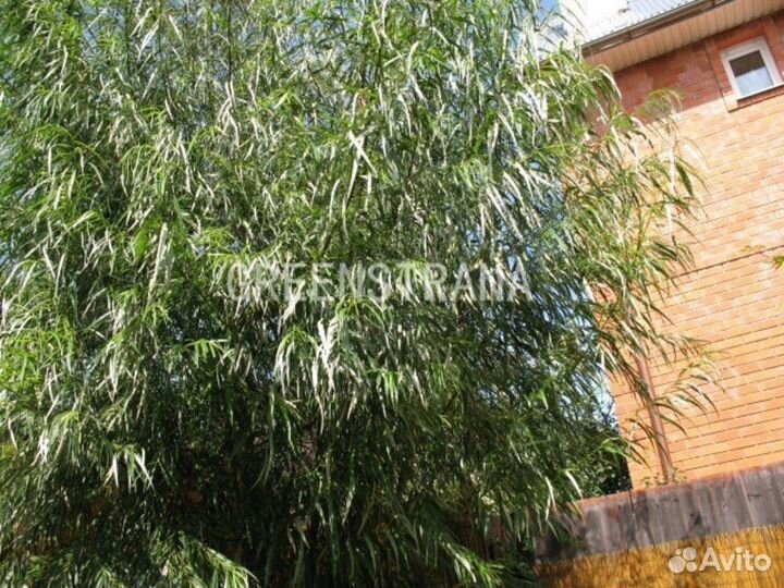 Ива Шверина улучшенная Schvernii