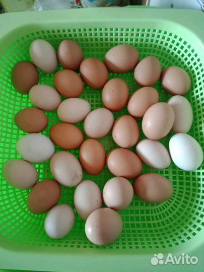 Яйцо куриное