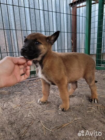 Девочки Малинуа с родословной