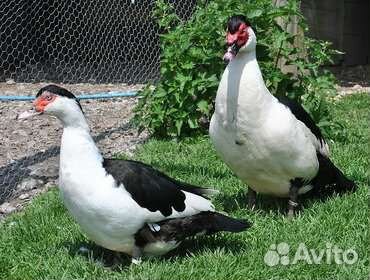 Гуси и индоутки