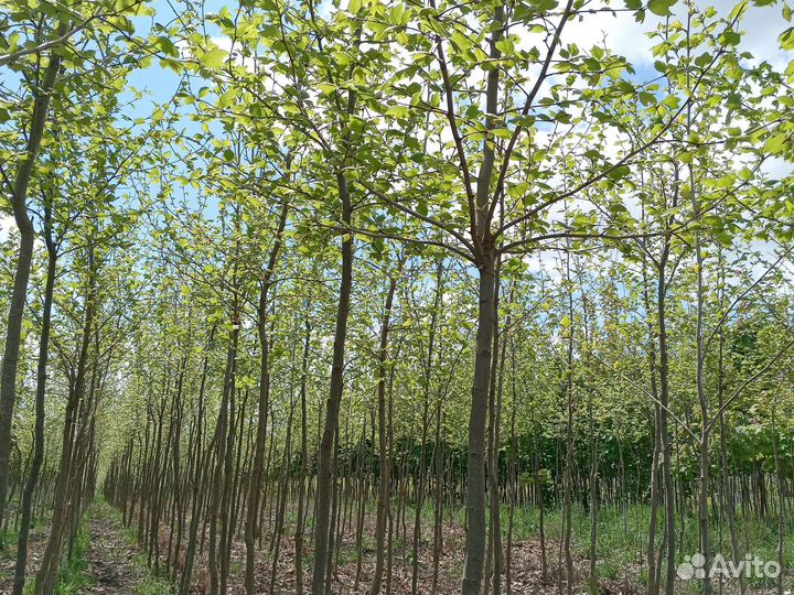 Саженцы платана с комом крупномеры