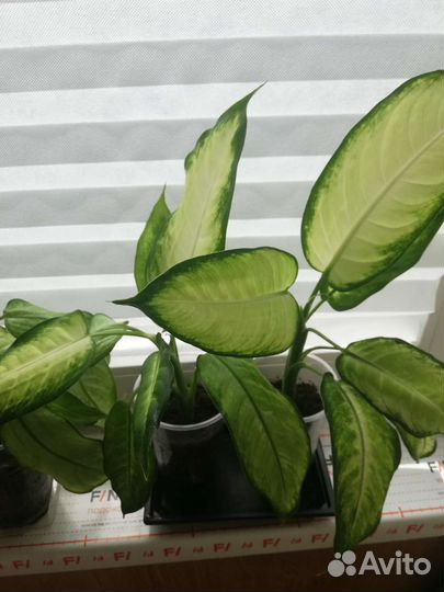 Диффенбахия