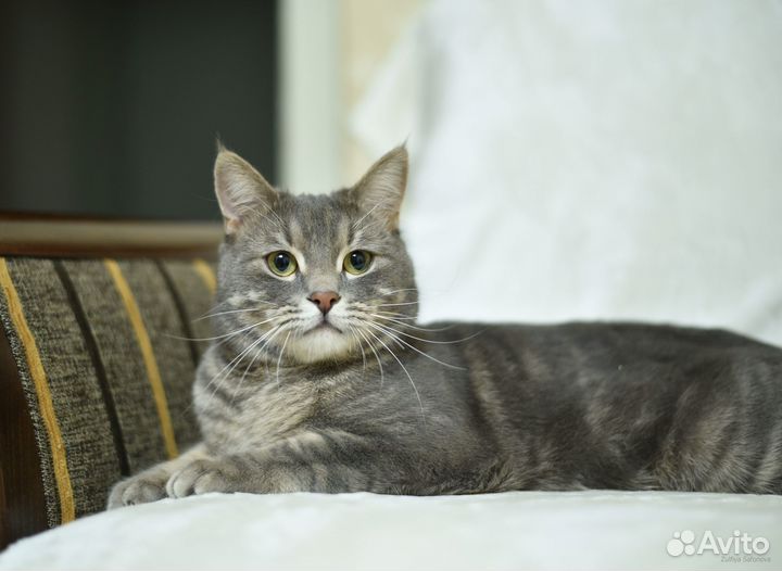 Котик в добрые руки