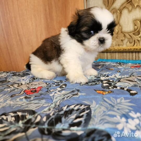 Щенки ши-тцу. Купить ши-тцу в питомнике