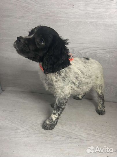 Щенки курцхаара