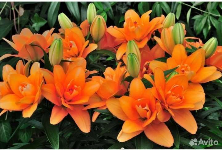 Лилии луковицы