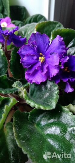 Детки сортовых фиалок