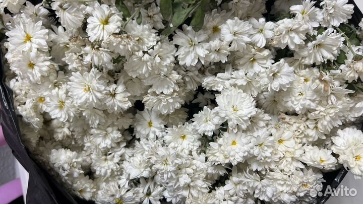 Садовые цветы