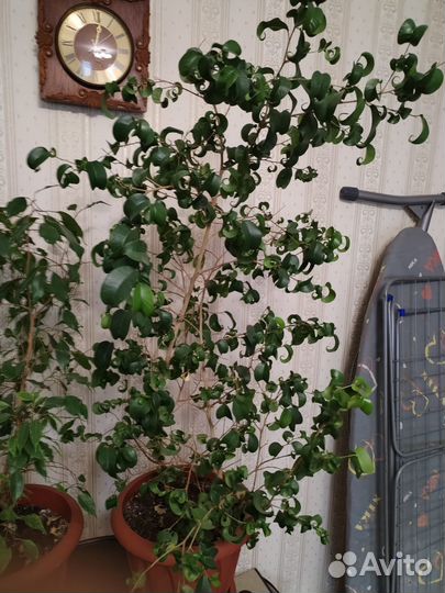 Комнатные растения