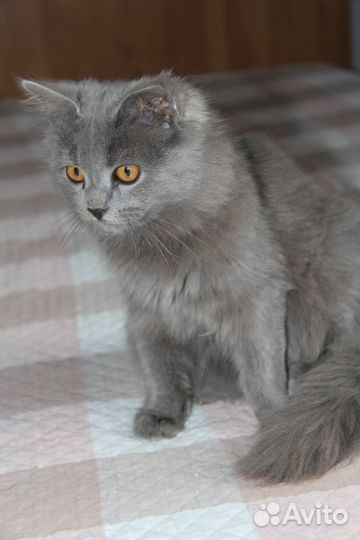 Британская кошечка