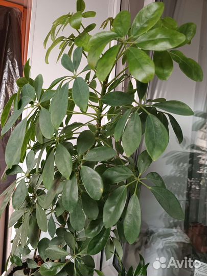 Комнатные цветы шефлера