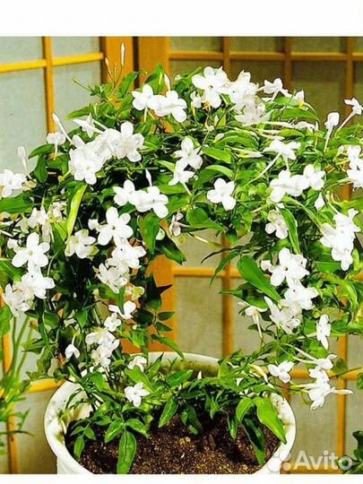 Жасмин домашний и жасмин Самбак