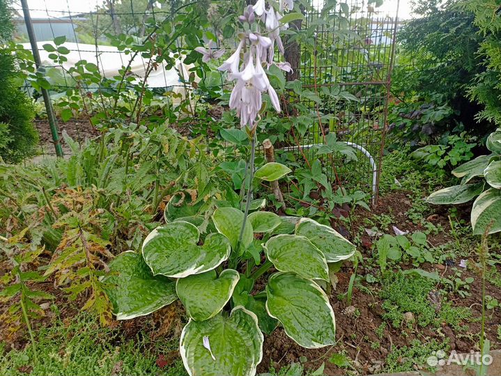 Хоста растение