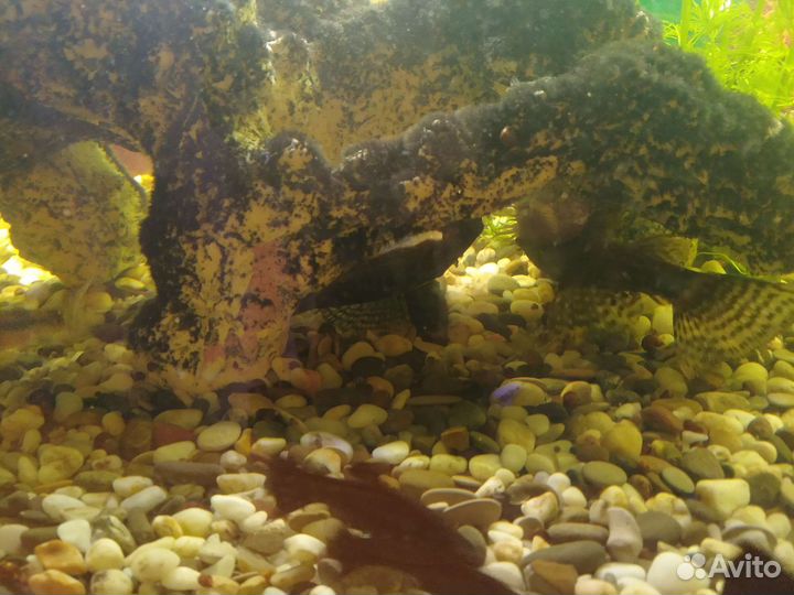 Аквариумные рыбки