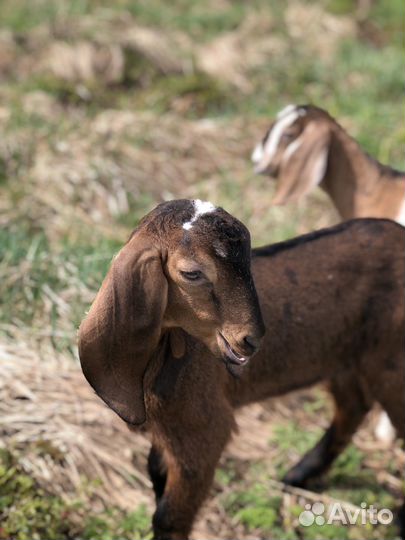 Козлята козы камеруно-нигерийские, камори