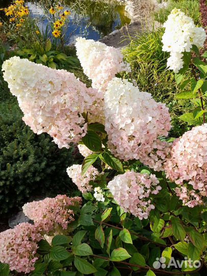 Гортензии метельчатые с доставкой