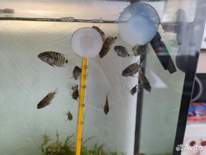 Аквариумные рыбки бесплатно