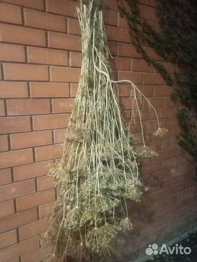 Укроп сушеный