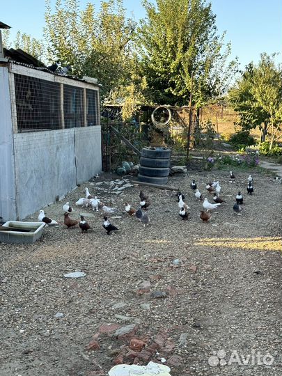 Продажа голубей